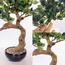 شجرة بونساي - 45 سم-household-gardenandoutdoor-artificialplants-bonsai-image-5