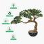 شجرة بونساي - 45 سم-household-gardenandoutdoor-artificialplants-bonsai-image-4