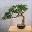 شجرة بونساي - 45 سم-household-gardenandoutdoor-artificialplants-bonsai-image-3