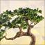 شجرة بونساي - 45 سم-household-gardenandoutdoor-artificialplants-bonsai-image-2