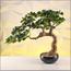 شجرة بونساي - 45 سم-household-gardenandoutdoor-artificialplants-bonsai-image-1