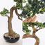 شجرة بونساي - 55 سم-household-gardenandoutdoor-artificialplants-bonsai-image-6