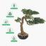 شجرة بونساي - 55 سم-household-gardenandoutdoor-artificialplants-bonsai-image-5
