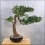 شجرة بونساي - 55 سم-household-gardenandoutdoor-artificialplants-bonsai-image-4