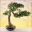 شجرة بونساي - 55 سم-household-gardenandoutdoor-artificialplants-bonsai-image-1
