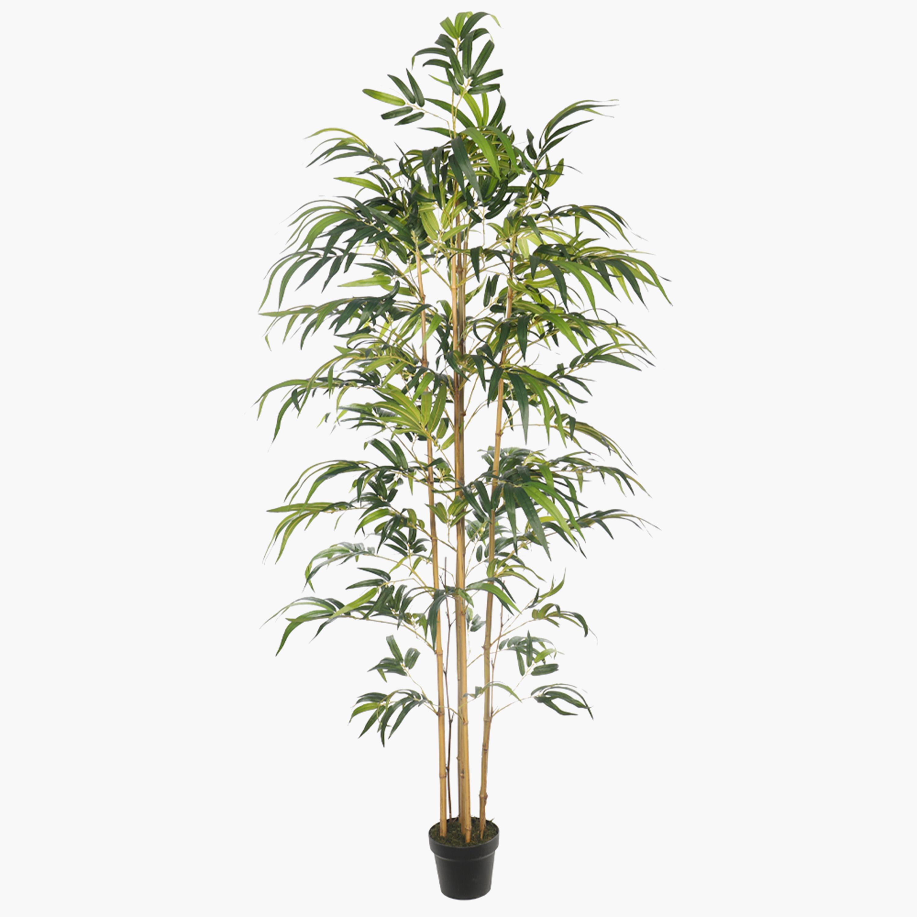 Bamboo Tree - 200 cm