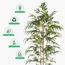 شجرة خيزران - 200 سم-InfluencerCodes_Ramadan26_All_20012026-image-5