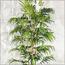 شجرة خيزران - 200 سم-InfluencerCodes_Ramadan26_All_20012026-image-2