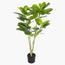 Ficus Altissima Plant in Pot - 120 cm-InfluencerCodes_Ramadan26_All_20012026-image-1