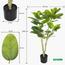 Ficus Altissima Plant in Pot - 120 cm-InfluencerCodes_Ramadan26_All_20012026-image-2
