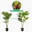 Ficus Altissima Plant in Pot - 120 cm-InfluencerCodes_Ramadan26_All_20012026-image-3