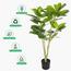 Ficus Altissima Plant in Pot - 120 cm-InfluencerCodes_Ramadan26_All_20012026-image-4
