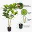 Ficus Altissima Plant in Pot - 120 cm-InfluencerCodes_Ramadan26_All_20012026-image-5