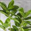Ficus Altissima Plant in Pot - 120 cm-InfluencerCodes_Ramadan26_All_20012026-image-6