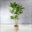 Ficus Altissima Plant in Pot - 120 cm-InfluencerCodes_Ramadan26_All_20012026-image-7