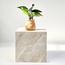 Avelia Marble Top Side Table-InfluencerCodes_Ramadan26_All_20012026-image-1