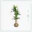 شجرة موز - السعادة هوم - 210 سم-InfluencerCodes_Ramadan26_All_20012026-image-2