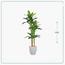 شجرة موز - السعادة هوم - 210 سم-InfluencerCodes_Ramadan26_All_20012026-image-1