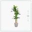 شجرة موز - السعادة هوم - 210 سم-InfluencerCodes_Ramadan26_All_20012026-image-2