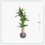 شجرة موز - السعادة هوم - 200 سم-InfluencerCodes_Ramadan26_All_20012026-image-5