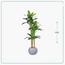 شجرة موز - السعادة هوم - 200 سم-InfluencerCodes_Ramadan26_All_20012026-image-1
