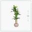 شجرة موز - السعادة هوم - 200 سم-InfluencerCodes_Ramadan26_All_20012026-image-2