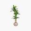 شجرة موز - السعادة هوم - 200 سم-InfluencerCodes_Ramadan26_All_20012026-image-1