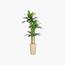 شجرة موز - السعادة هوم - 225 سم-InfluencerCodes_Ramadan26_All_20012026-image-2