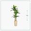 شجرة موز - السعادة هوم - 225 سم-InfluencerCodes_Ramadan26_All_20012026-image-1
