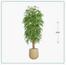 شجرة خيزران - السعادة هوم - 220 سم-InfluencerCodes_Ramadan26_All_20012026-image-4
