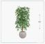 شجرة خيزران - السعادة هوم - 150 سم-InfluencerCodes_Ramadan26_All_20012026-image-1