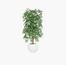 شجرة خيزران - السعادة هوم - 150 سم-InfluencerCodes_Ramadan26_All_20012026-image-3