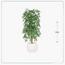 شجرة خيزران - السعادة هوم - 150 سم-InfluencerCodes_Ramadan26_All_20012026-image-1