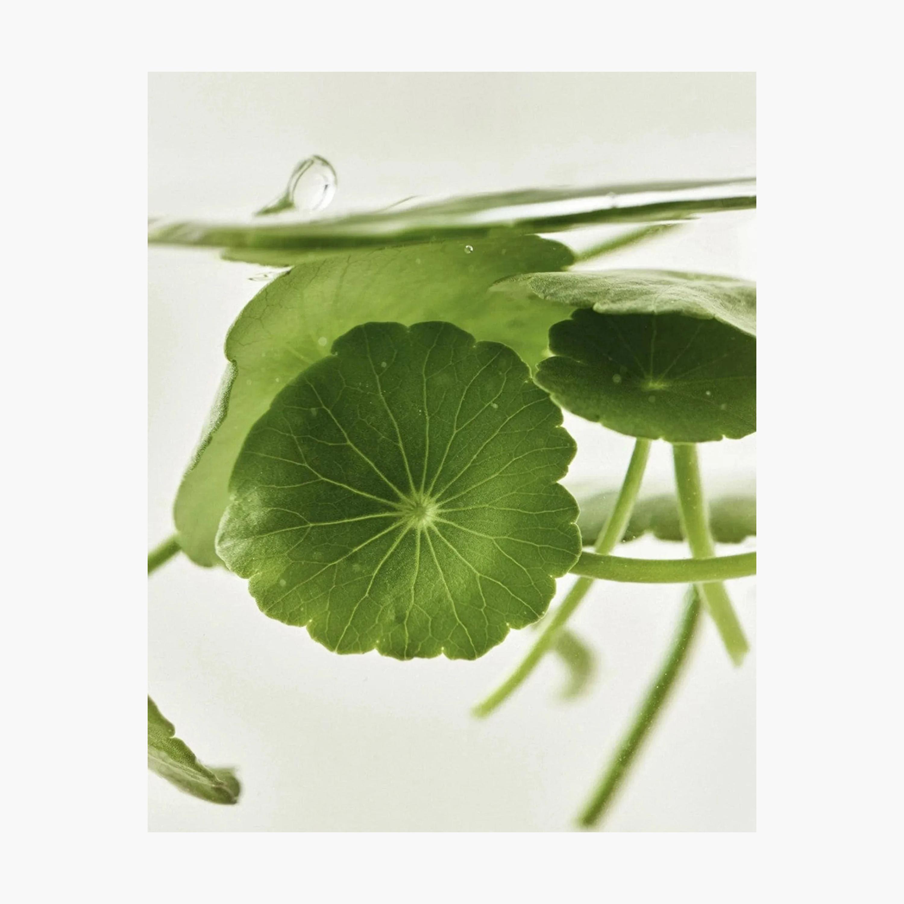Beauty of Joseon Centella + Vita C Light On Serum - 30 ml-beautyandpersonalcare-kbeauty-skin-treatmentsandserums-image-4