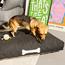 Fatboy Doggie Lounge Olefin Large Fabric Dog Bed-InfluencerCodes_Ramadan26_All_20012026-image-2