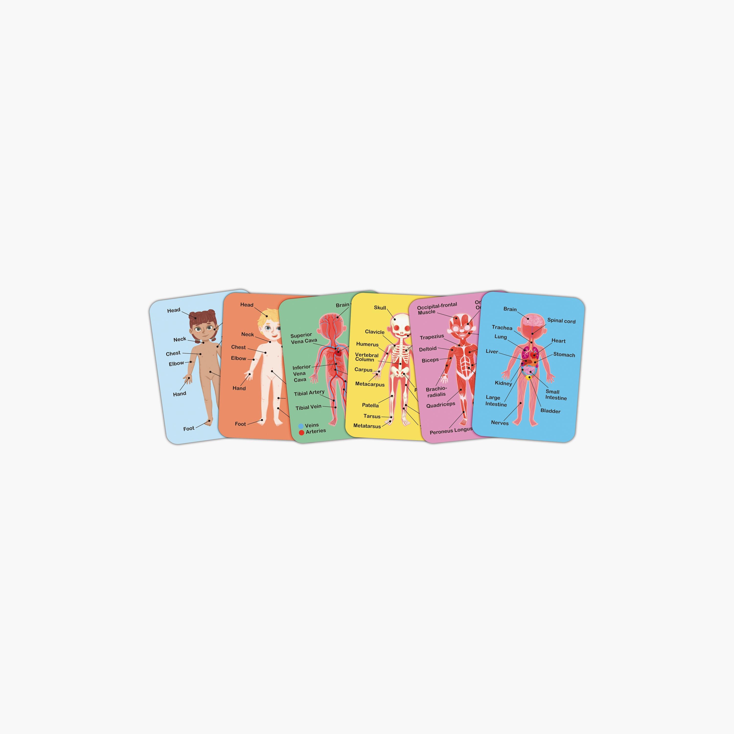 Hape 68-Piece Human Body Parts Magnetic Learning Puzzle-toys-indoortoys-puzzles-image-3