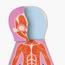 HAPE 68-Piece Magnetic Human Body Parts Puzzle-InfluencerCodes_Ramadan26_All_20012026-image-4