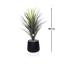 Otath Yucca Cactus Plant in Pot - 100 cm-InfluencerCodes_Ramadan26_All_20012026-image-2