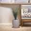 Otath Yucca Plant in Pot - 80 cm-InfluencerCodes_Ramadan26_All_20012026-image-1