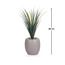 Otath Yucca Plant in Pot - 80 cm-InfluencerCodes_Ramadan26_All_20012026-image-2
