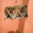 Ivy Banana Fiber Pendant Lamp-InfluencerCodes_Ramadan26_All_20012026-image-1