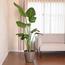 Nabataty Large Bird of Paradise Plant in Pot - 160 cm-InfluencerCodes_Ramadan26_All_20012026-image-1