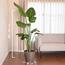 Nabataty Large Bird of Paradise Plant in Pot - 160 cm-InfluencerCodes_Ramadan26_All_20012026-image-2