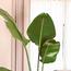 Nabataty Large Bird of Paradise Plant in Pot - 160 cm-InfluencerCodes_Ramadan26_All_20012026-image-3
