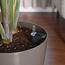 Nabataty Large Bird of Paradise Plant in Pot - 160 cm-InfluencerCodes_Ramadan26_All_20012026-image-4