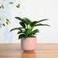 Nabataty Green Princess Philodendron in Ceramic Pot - 30 cm-InfluencerCodes_Ramadan26_All_20012026-image-1
