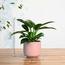 Nabataty Green Princess Philodendron in Ceramic Pot - 30 cm-InfluencerCodes_Ramadan26_All_20012026-image-3