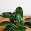 Nabataty Green Princess Philodendron in Ceramic Pot - 30 cm-InfluencerCodes_Ramadan26_All_20012026-image-2