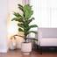 Ficus Lyrata Plant with Pot - 140 cm-InfluencerCodes_Ramadan26_All_20012026-image-1