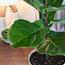 Ficus Lyrata Plant with Pot - 140 cm-InfluencerCodes_Ramadan26_All_20012026-image-2